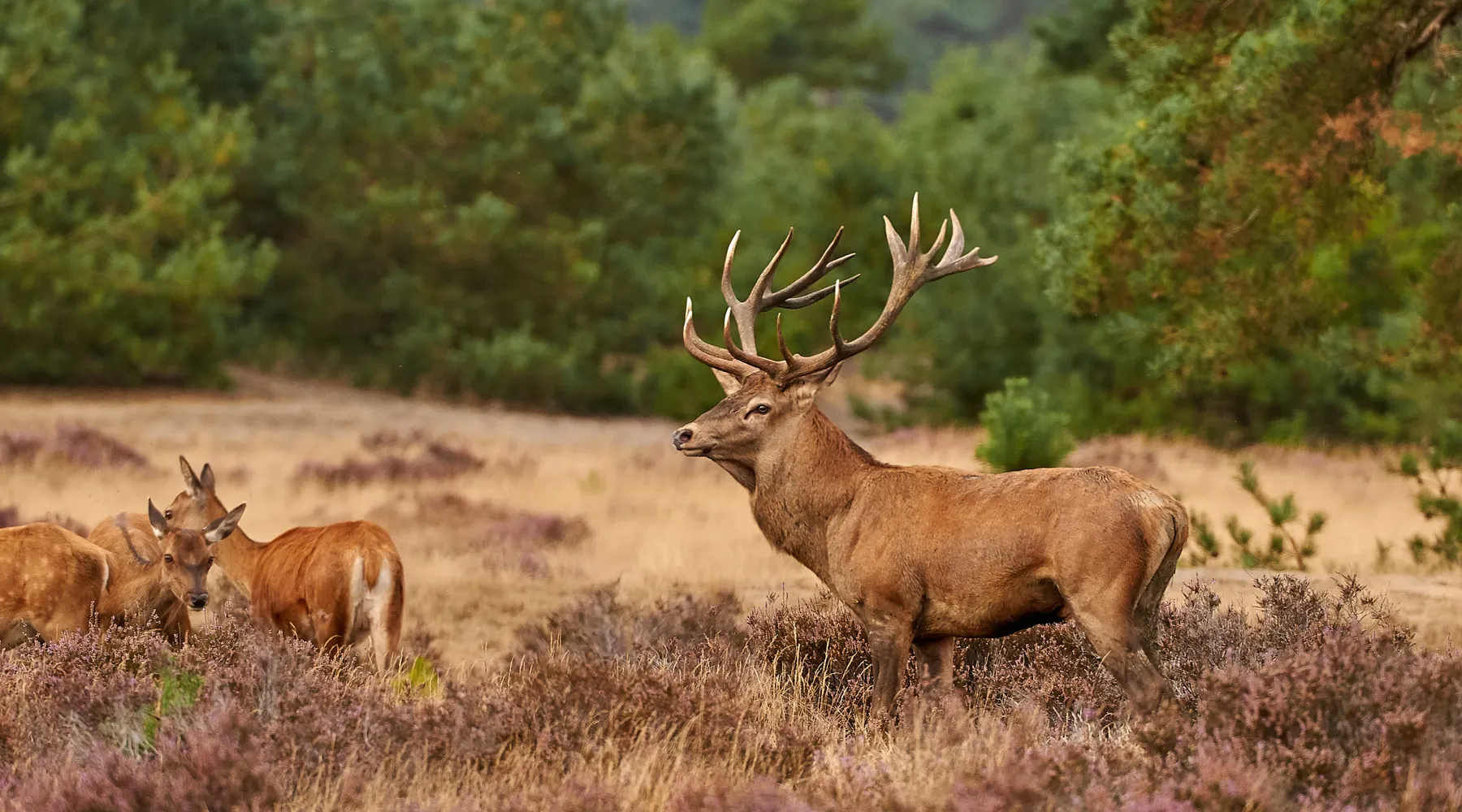 Hoge Veluwe Arnhem