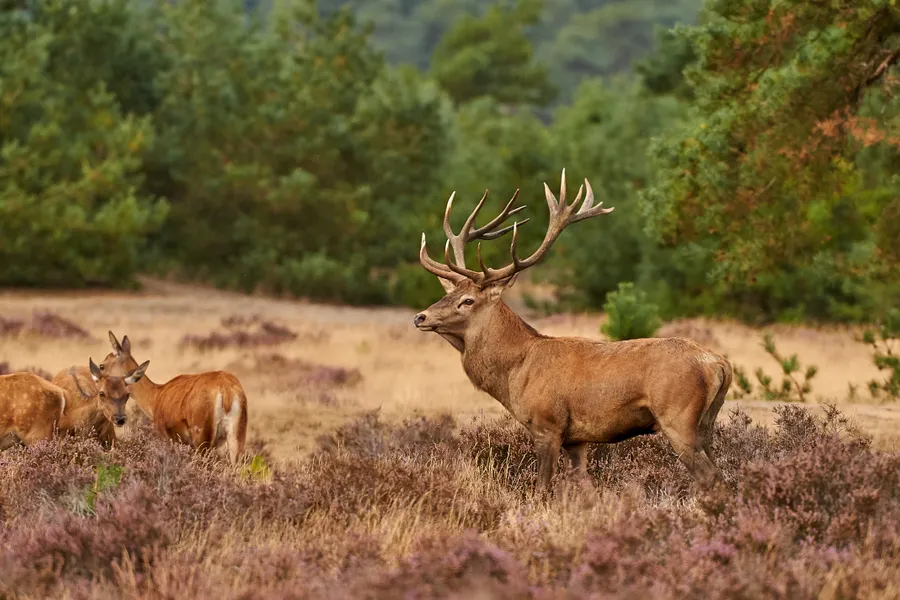 Hoge Veluwe Arnhem