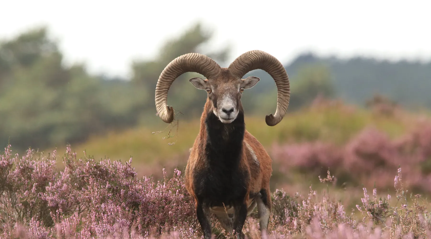 Hoge Veluwe Arnhem