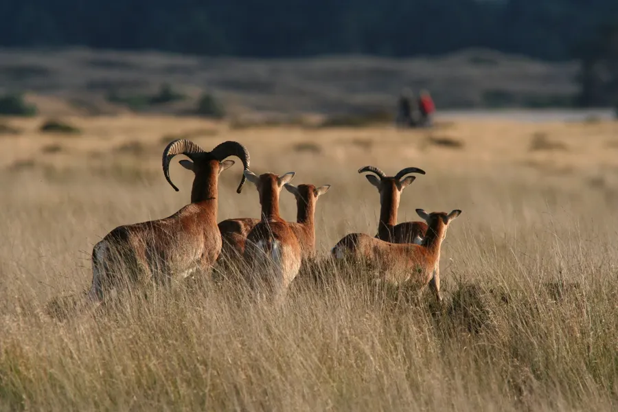 Hert op de Veluwe