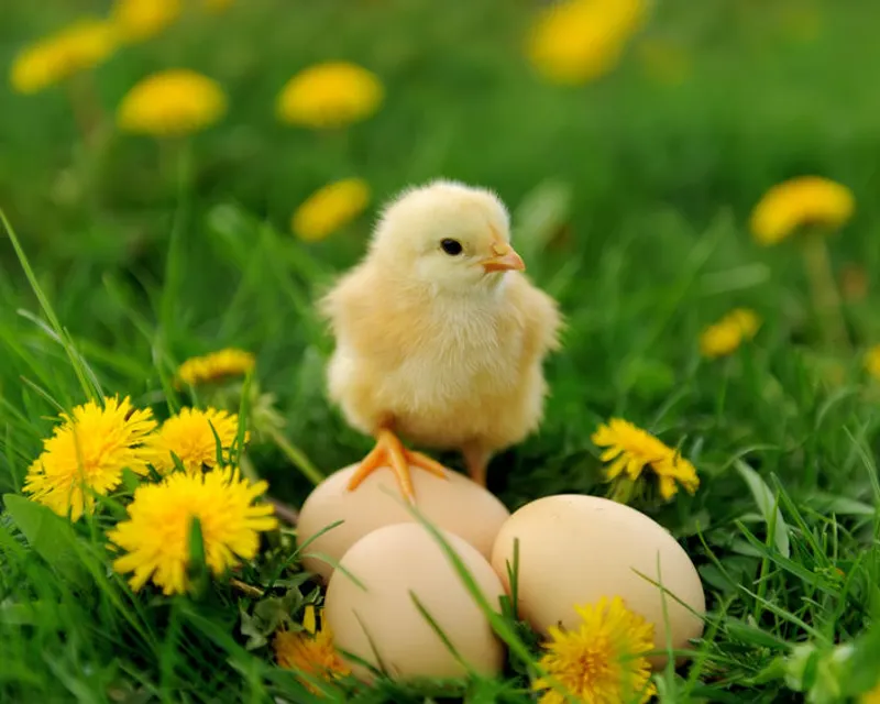 Fröhlichen Frühling