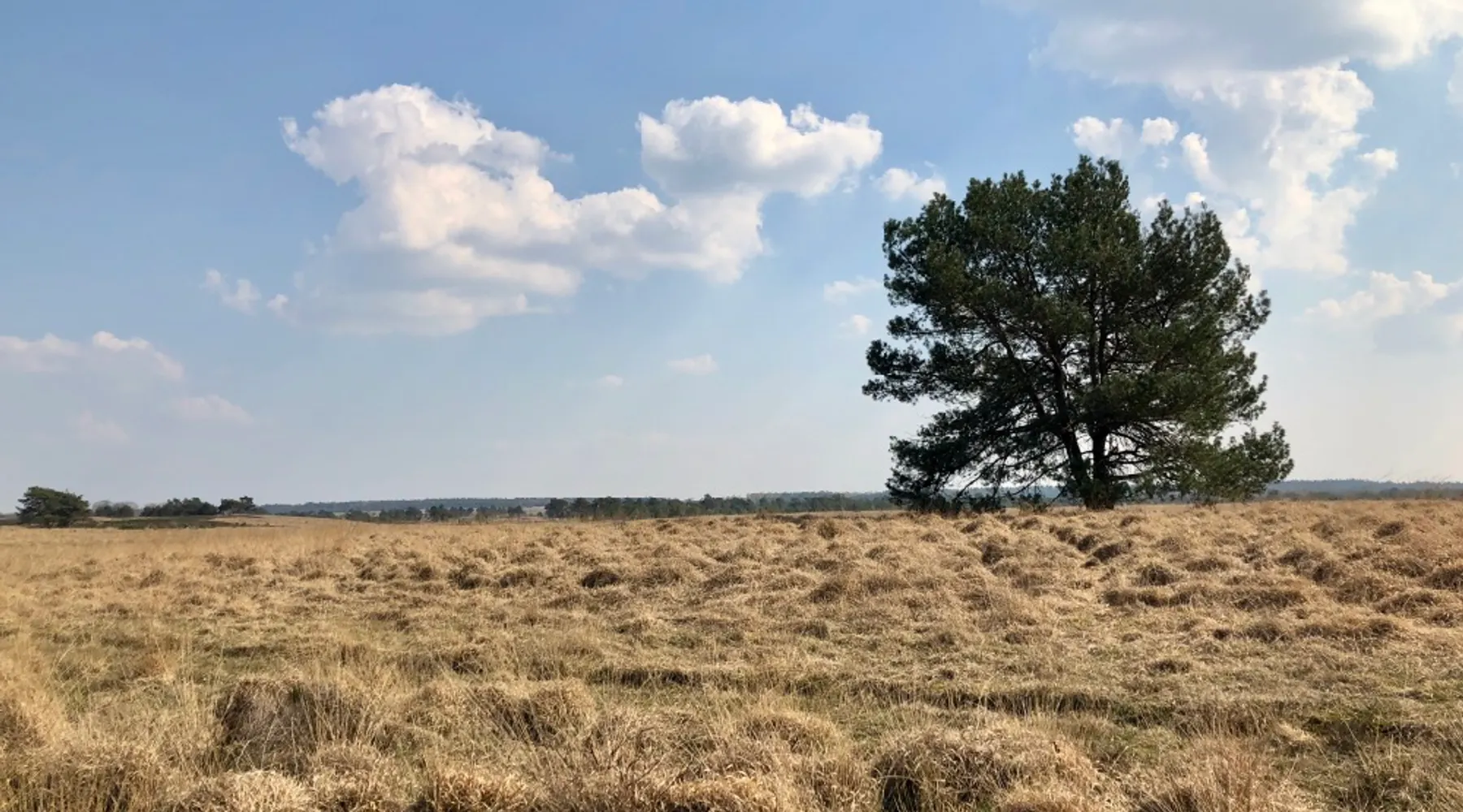 Veluwe