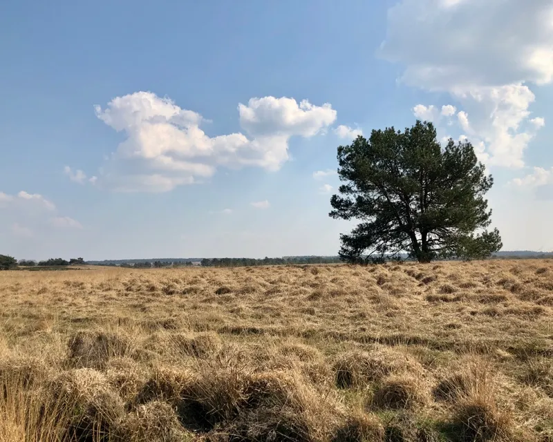 Veluwe