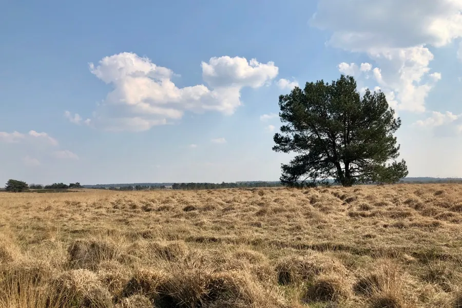 Veluwe
