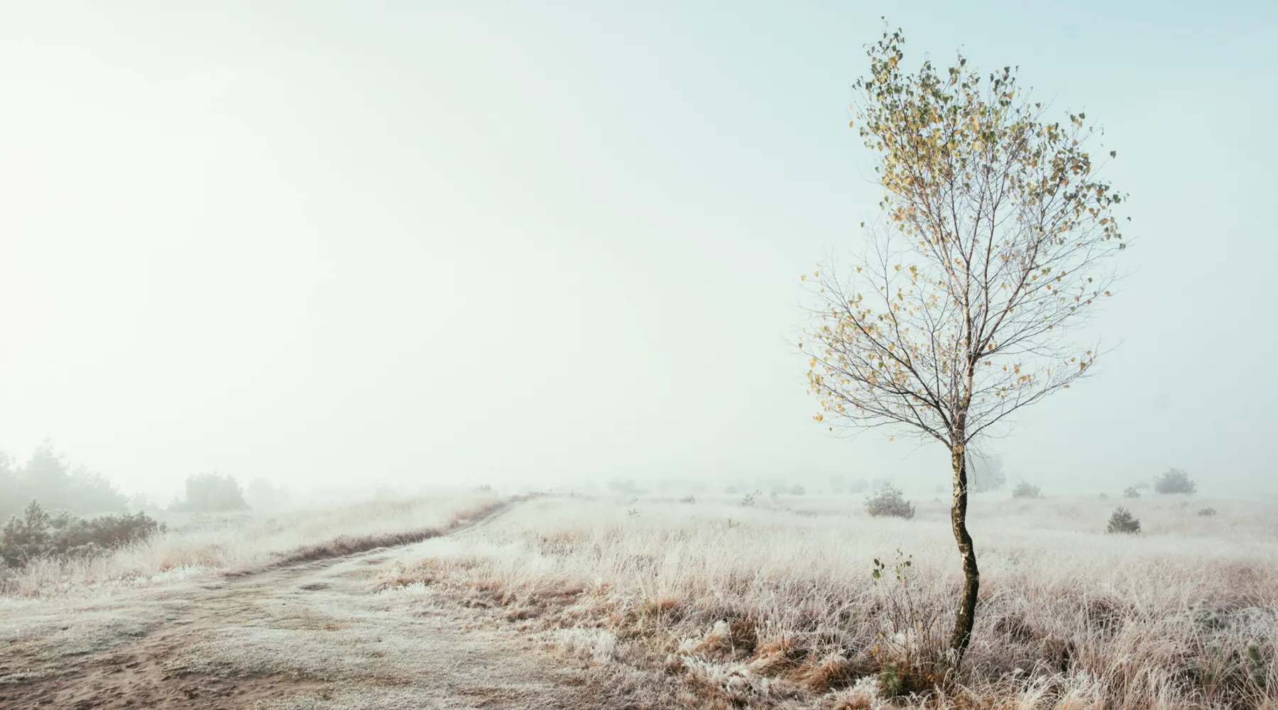 Winter op de Veluwe