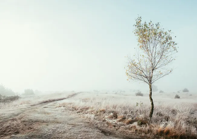 Winter op de Veluwe
