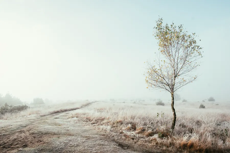 Winter op de Veluwe