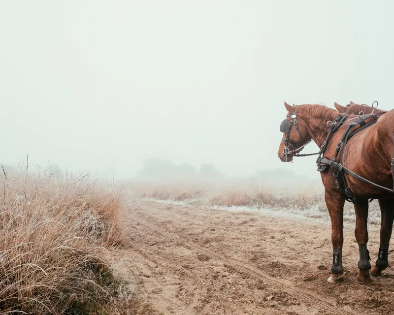 Winter op de Veluwe