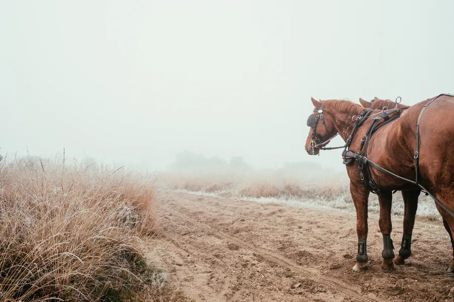 Winter op de Veluwe