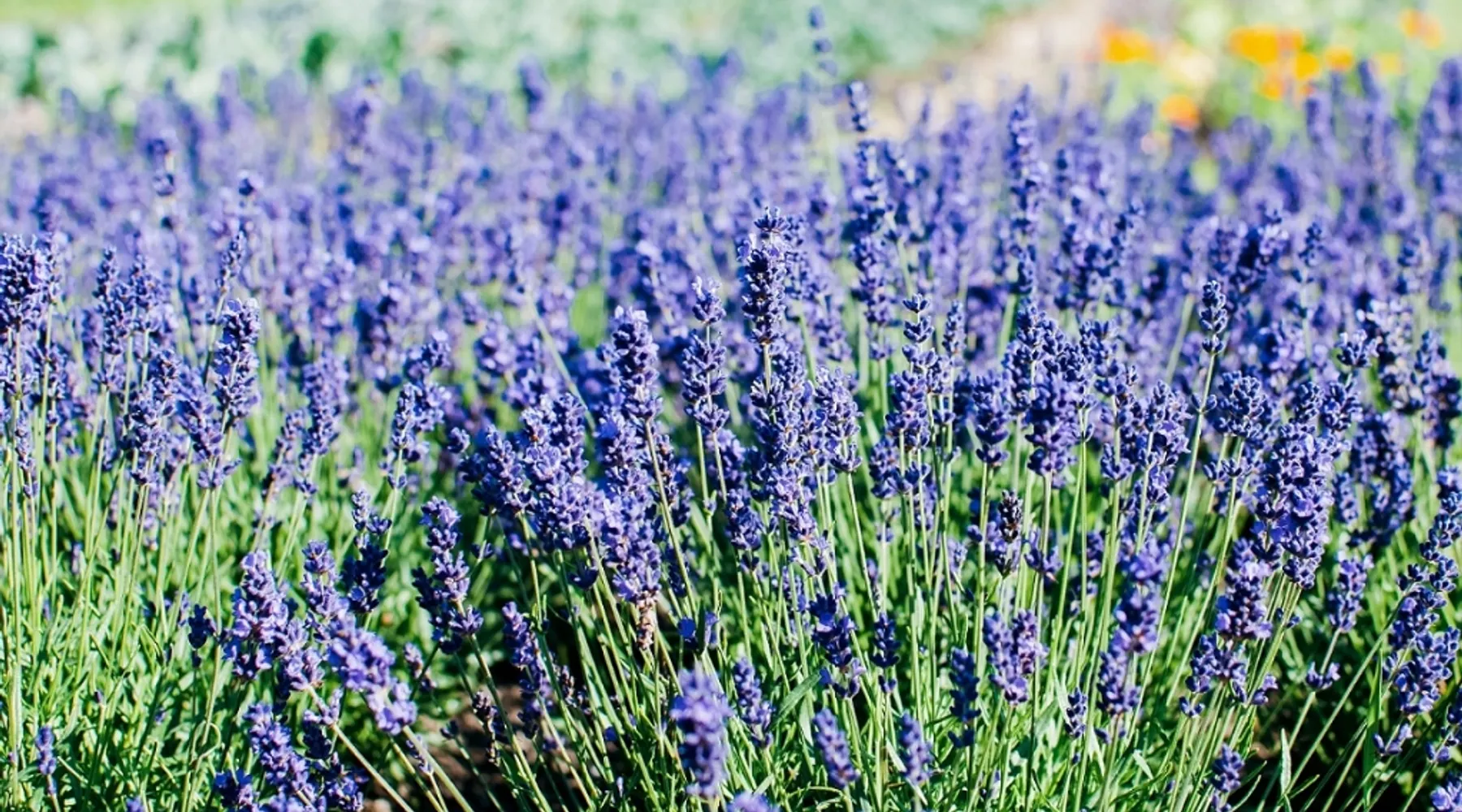 Lavendel