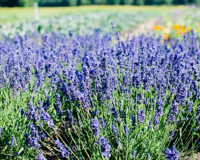 Lavendel
