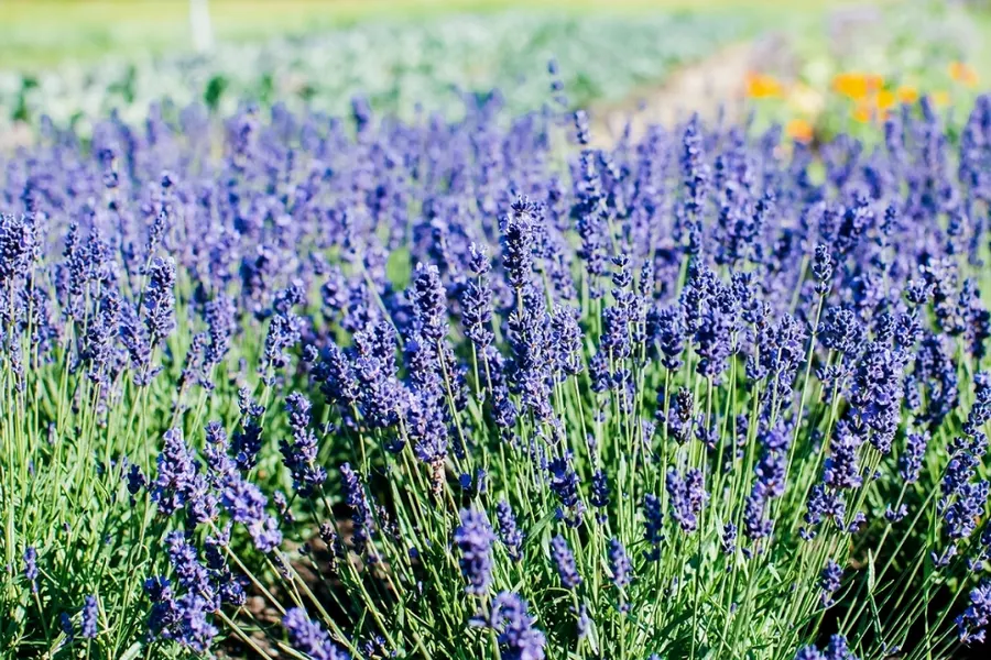 Lavendel