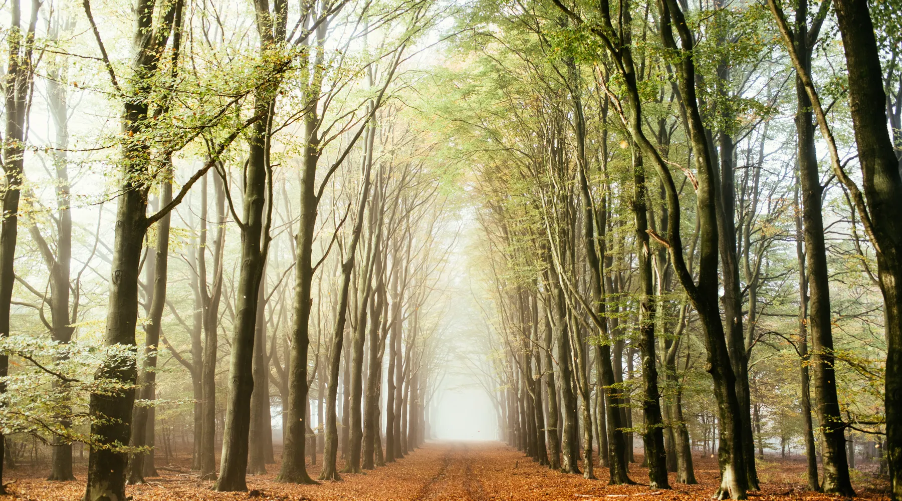 Wald
