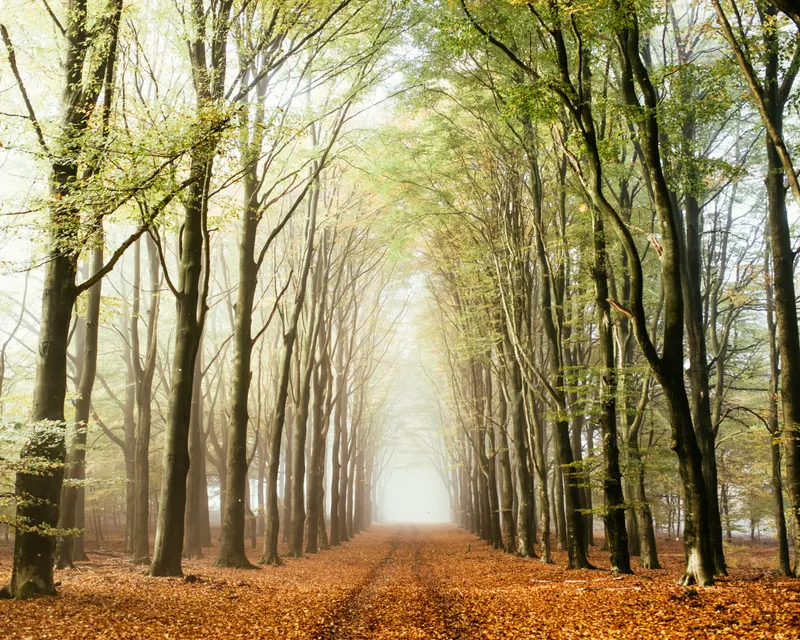 Wald