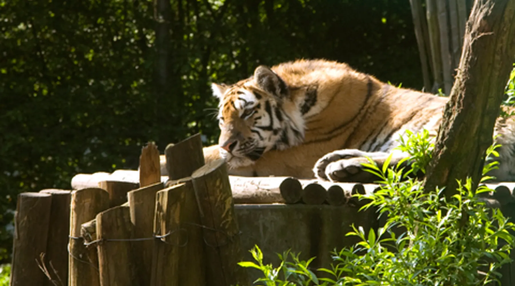 Wilde dieren in Dierenpark Amersfoort, leuk uitje voor het hele gezin