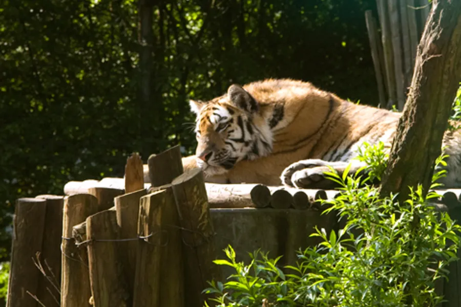 Tiere im Dierenpark Amersfoort