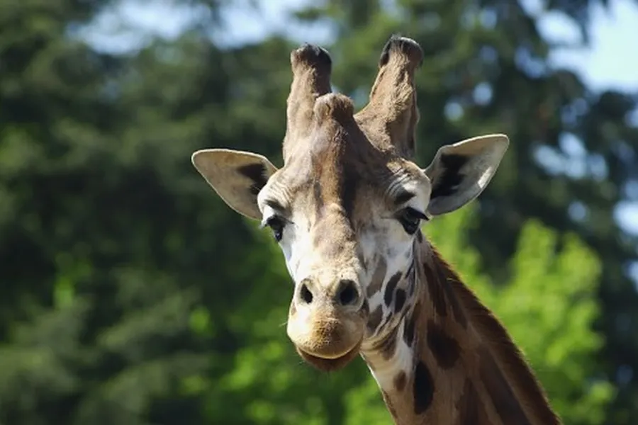 Giraffe Amersfoort