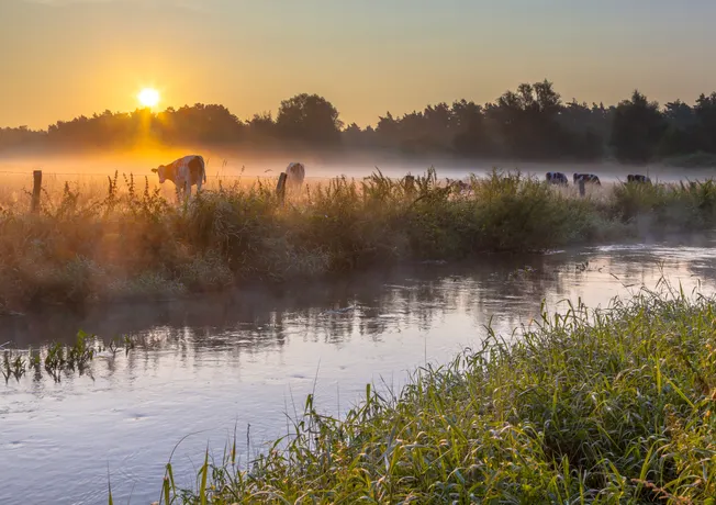 weiland koe herfst amersfoort