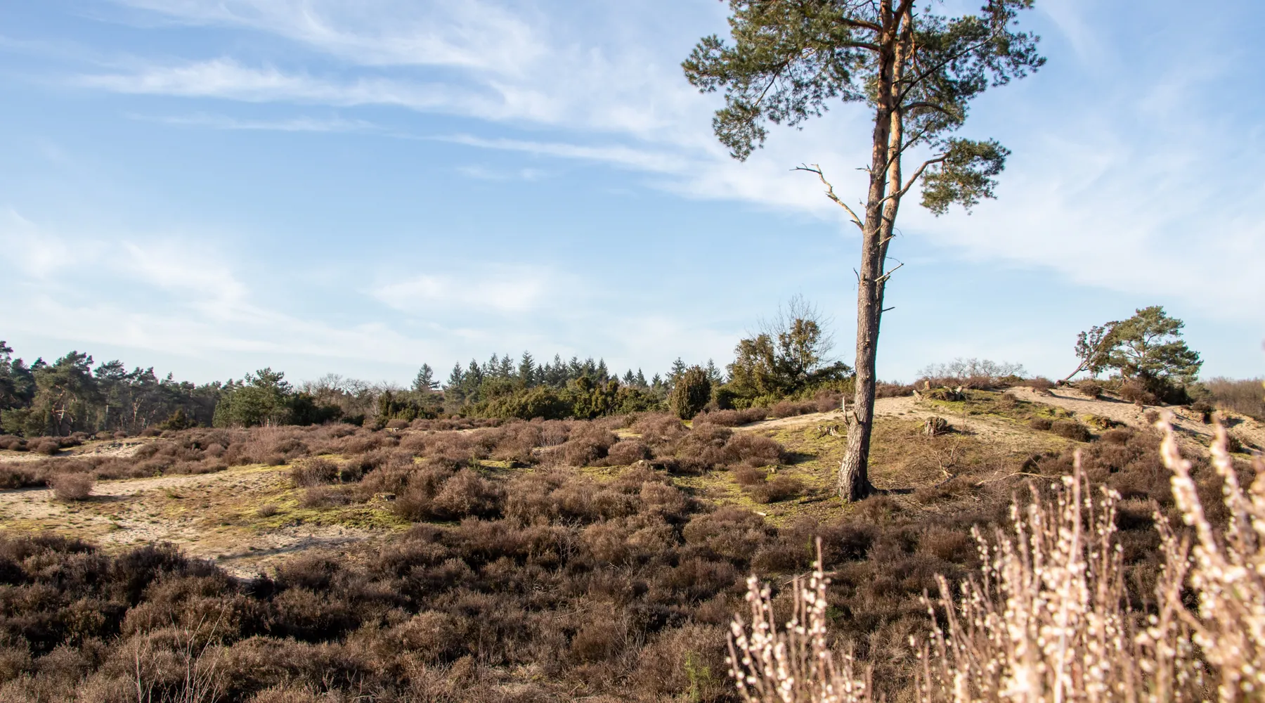 soesterduinen
