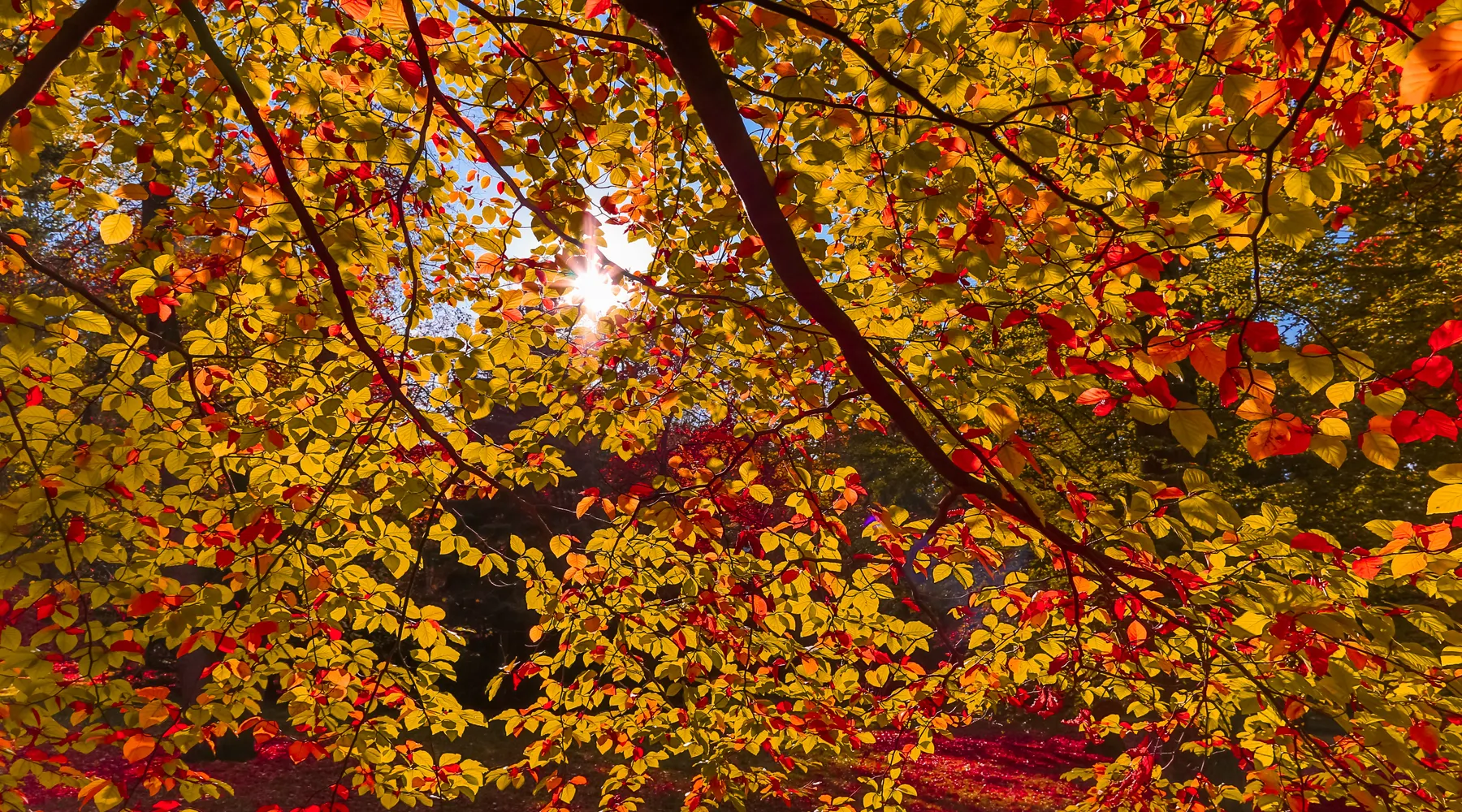 Herfst