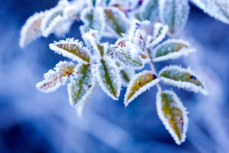 Winter