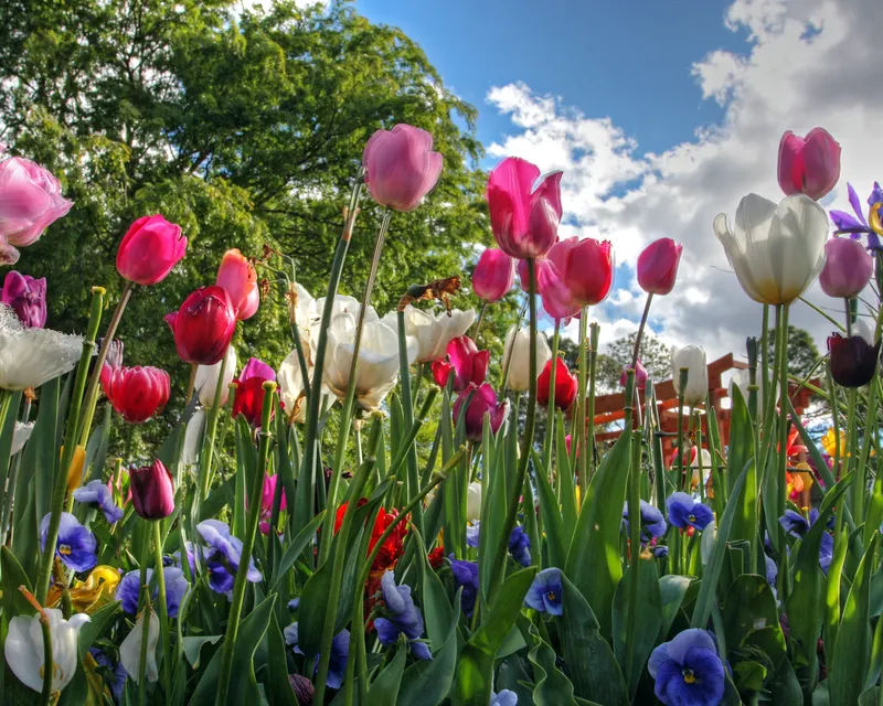 Tulpen bloemen