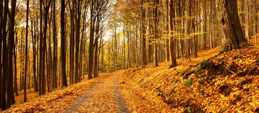 heerlijk-herfst-arrangement