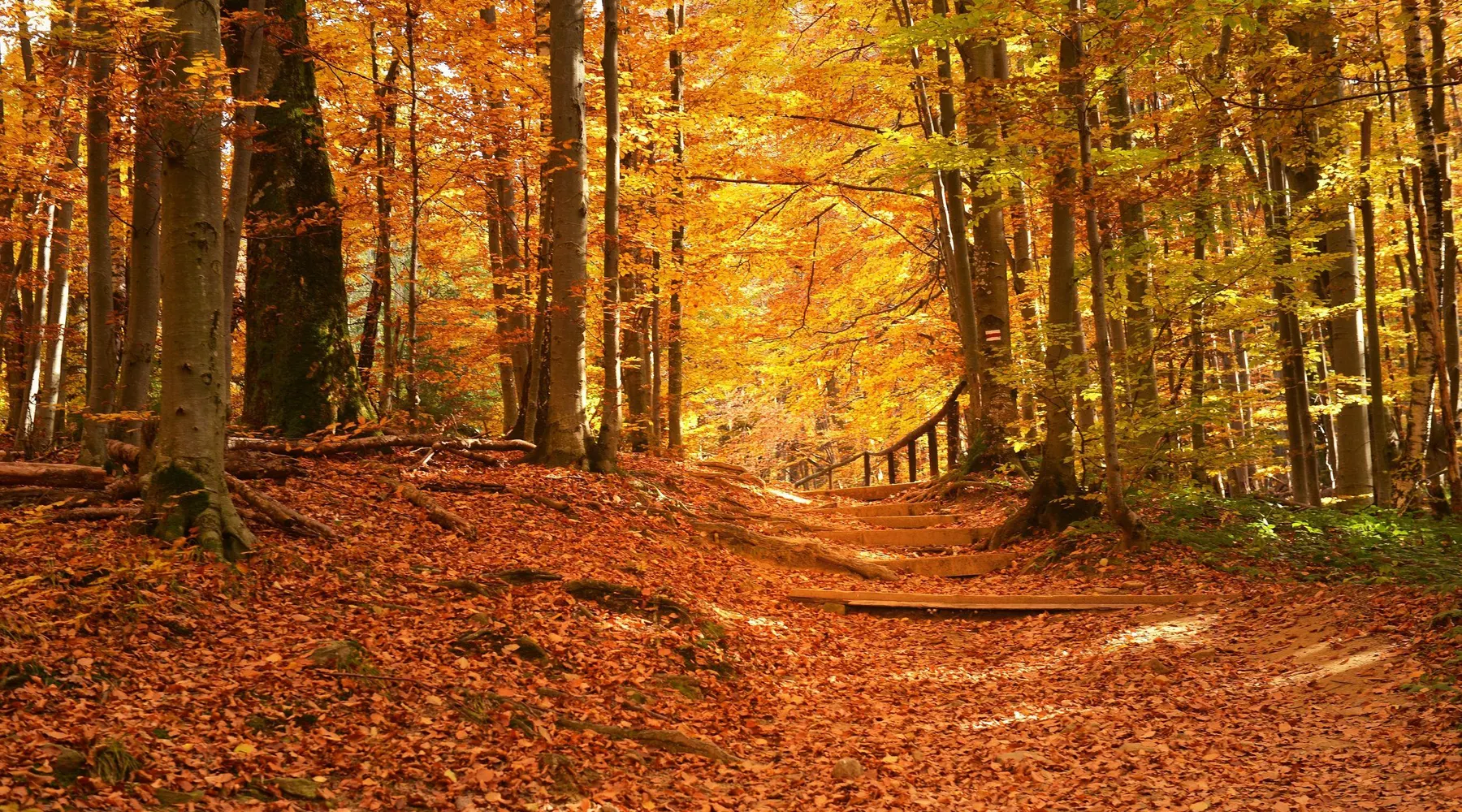 Herfst_natuur_bladeren
