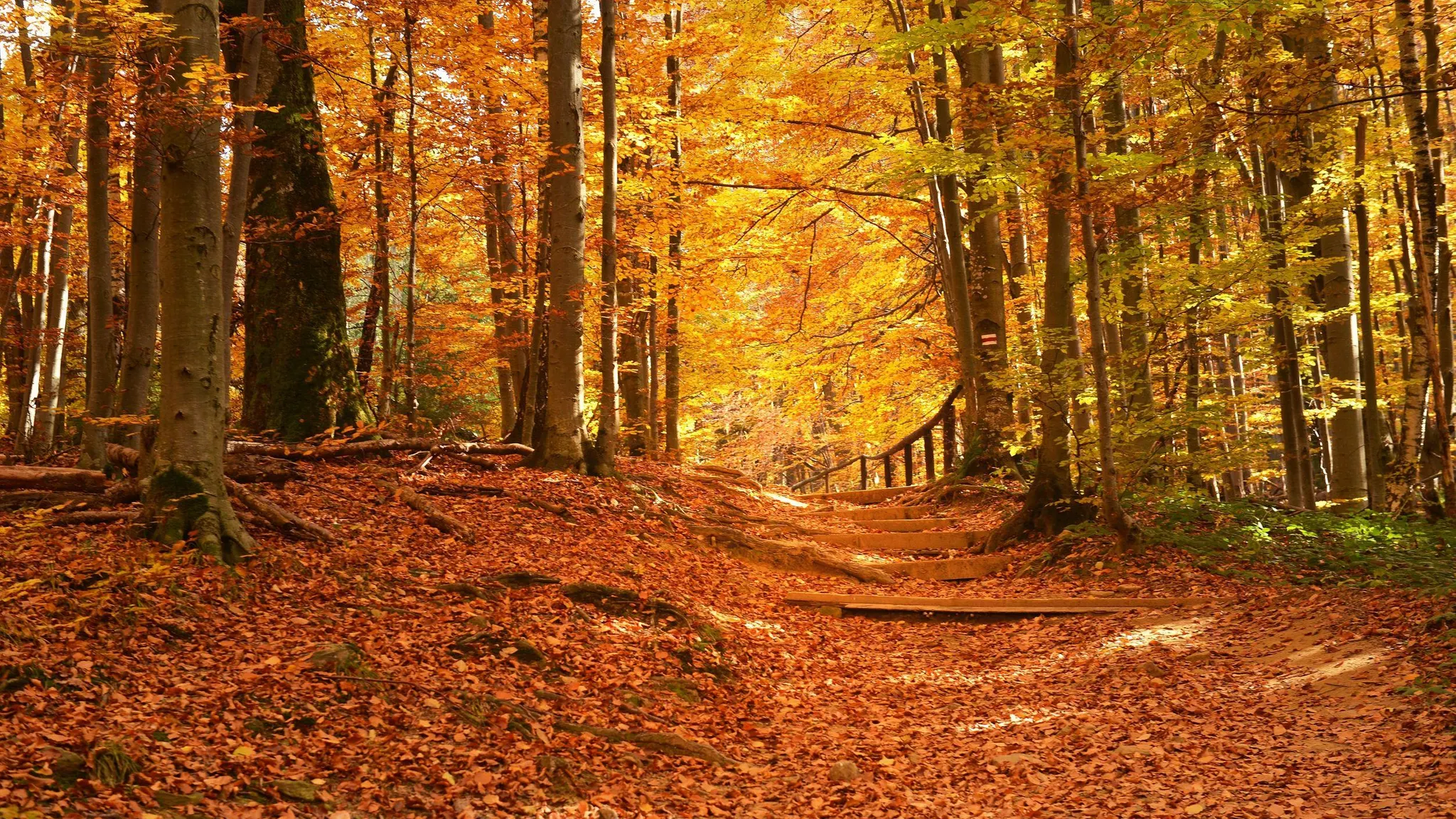 Herfst_natuur_bladeren