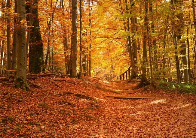 Herfst_natuur_bladeren