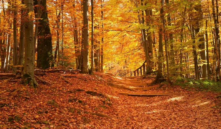 Herfst_natuur_bladeren