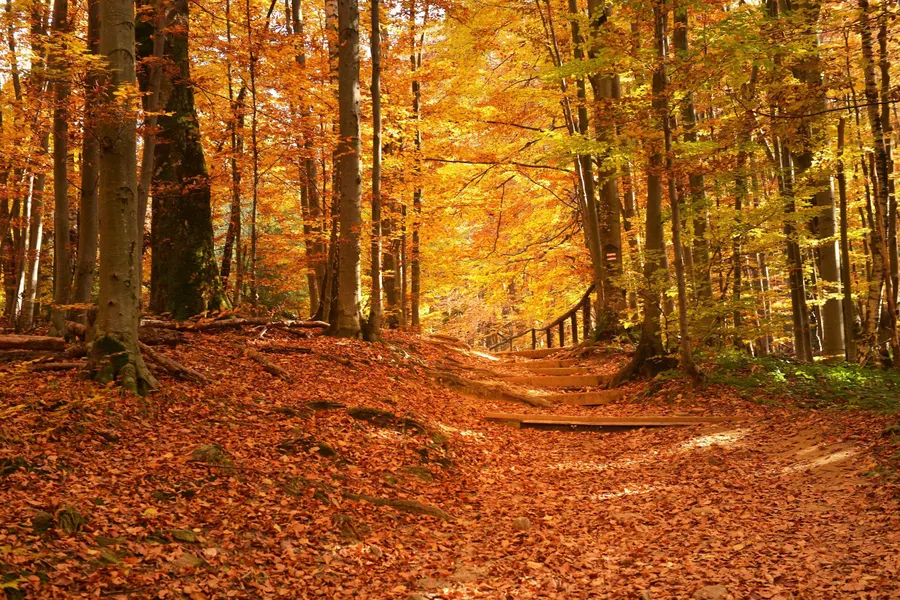 Herfst_natuur_bladeren