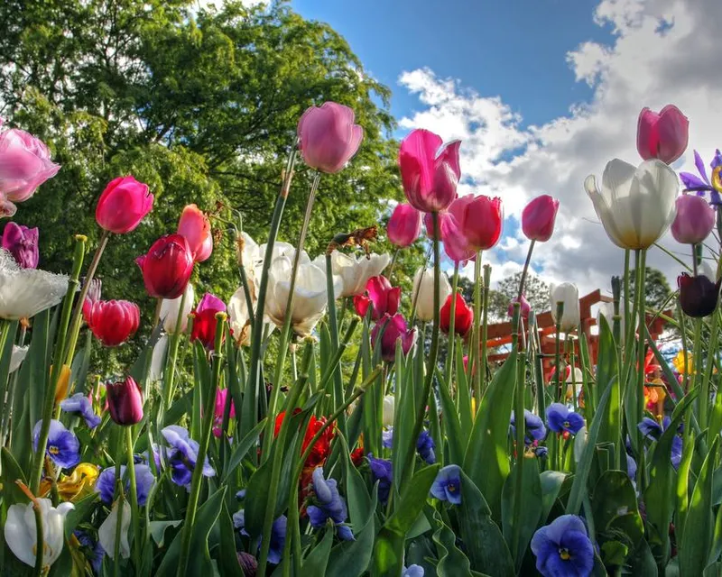 Bollenvelden tulpen