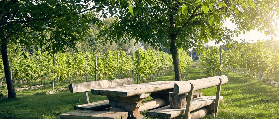 vineyard hotel cuijk wine tasting