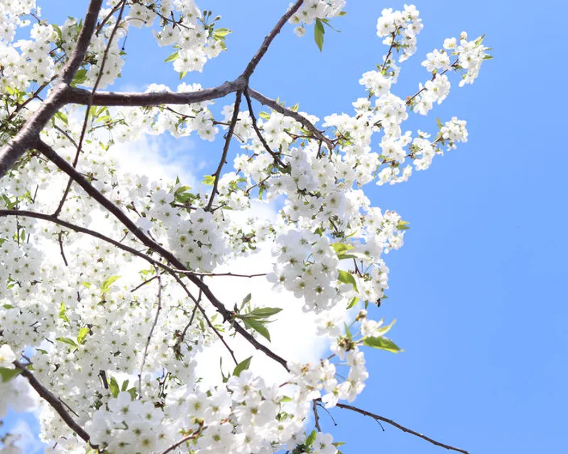 Natur