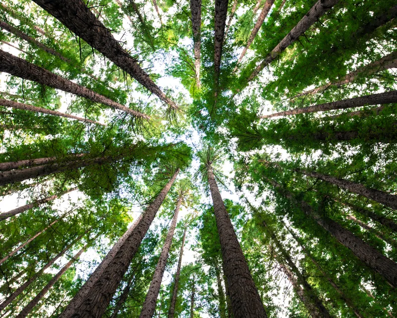 Green Stays