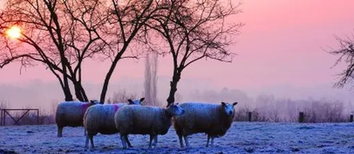 winter landscape