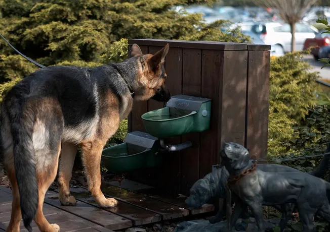 with your dog in our hotel