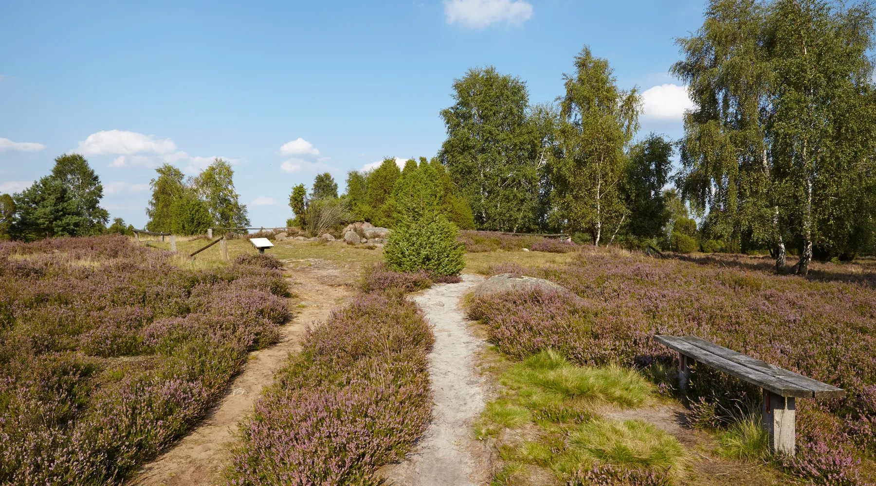 wandelen door heidelandschap