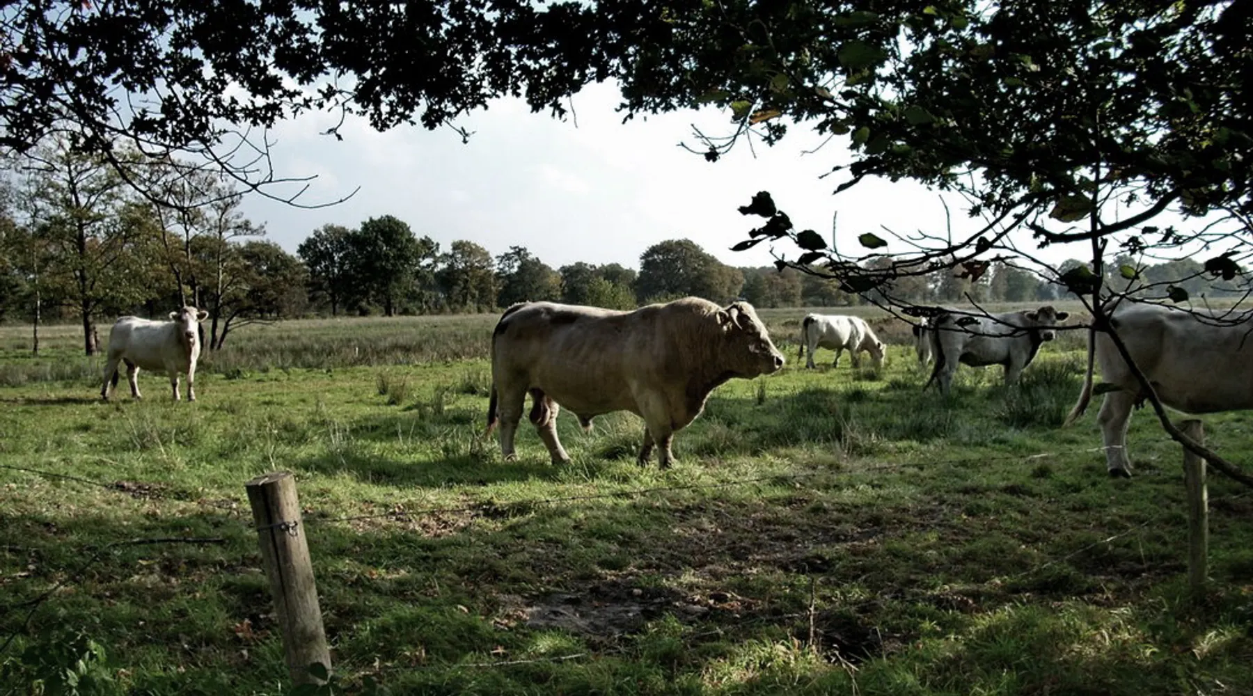 fietsen in Brabant
