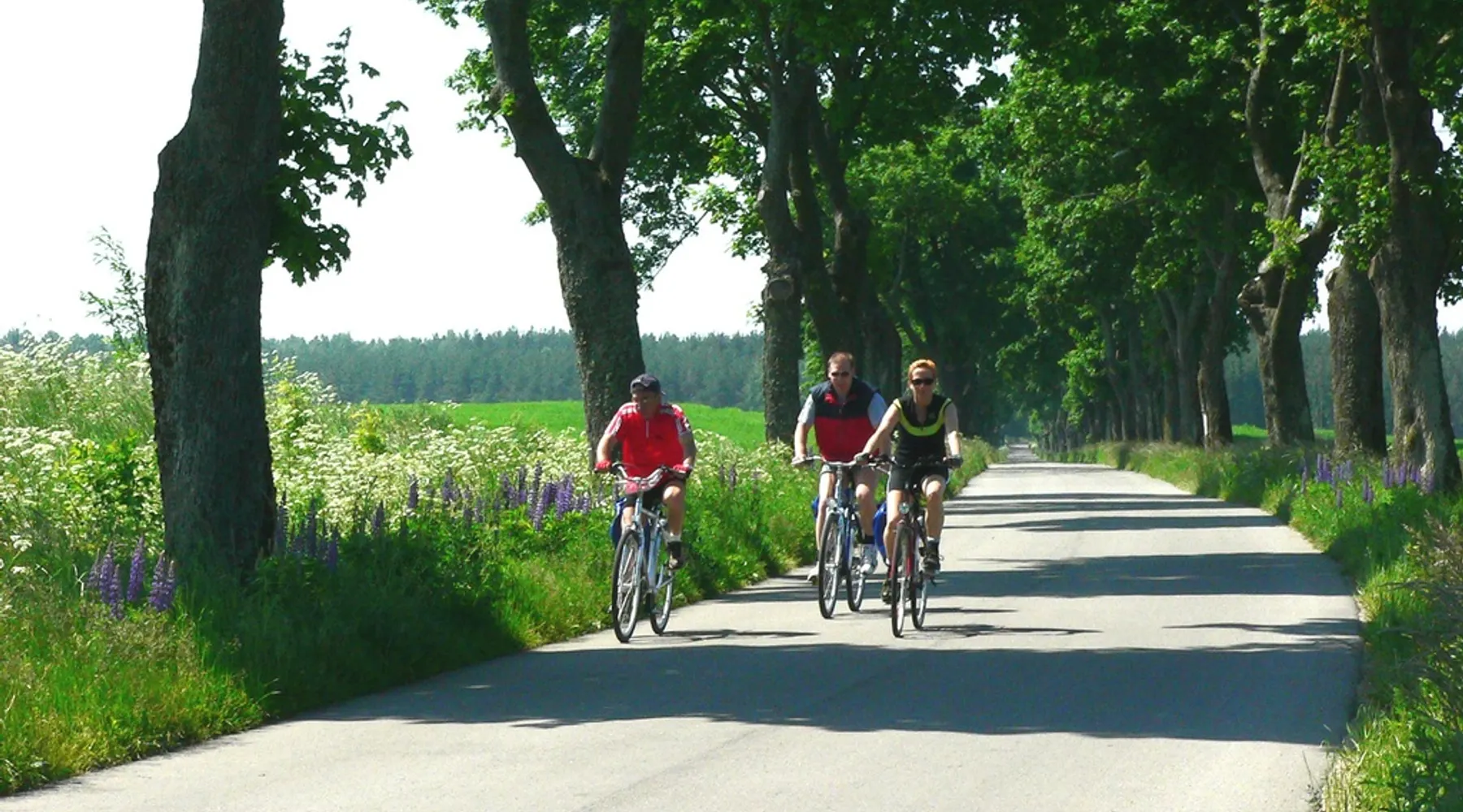 fietsen in Noord-Brabant