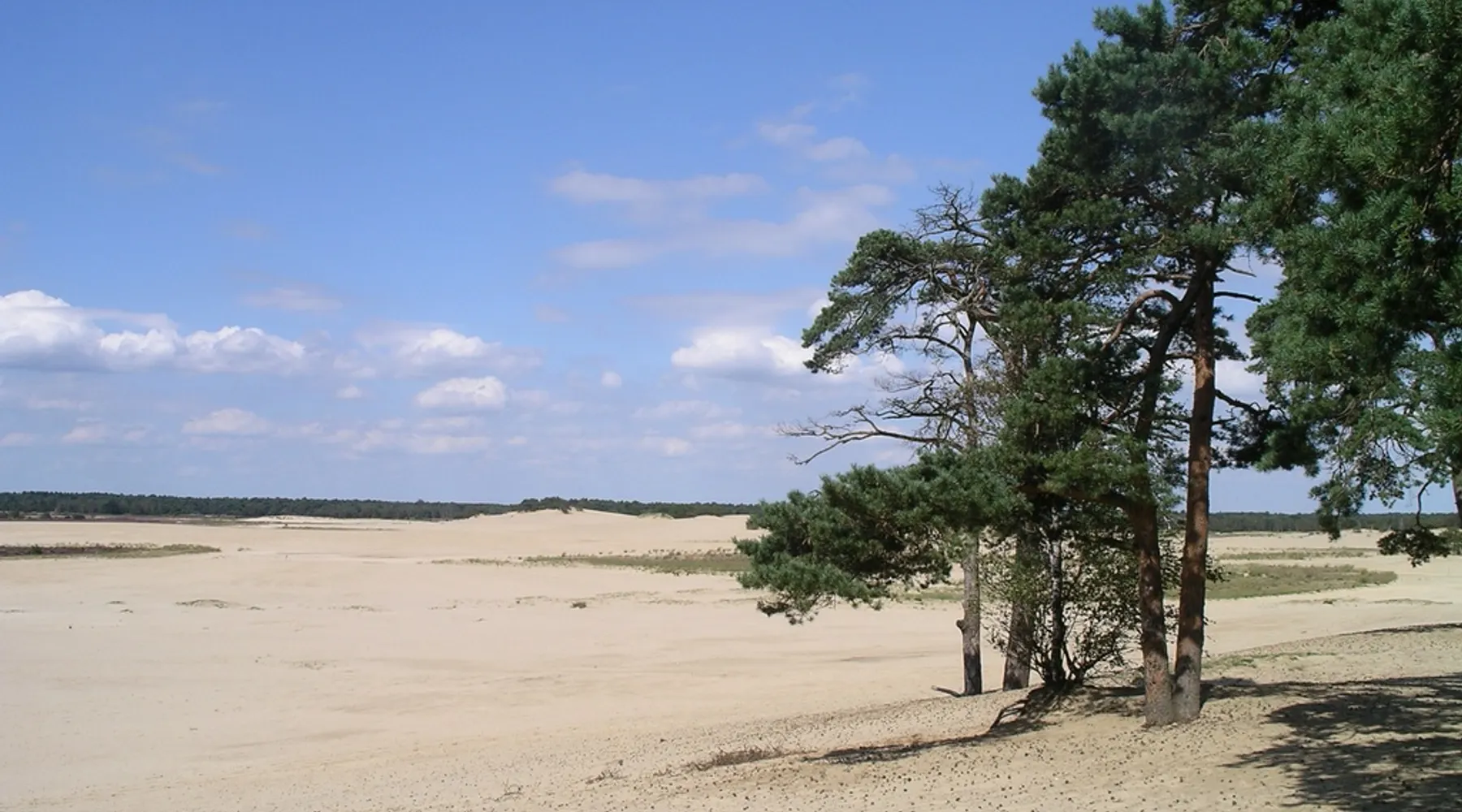 Loonse en Drunense Duinen
