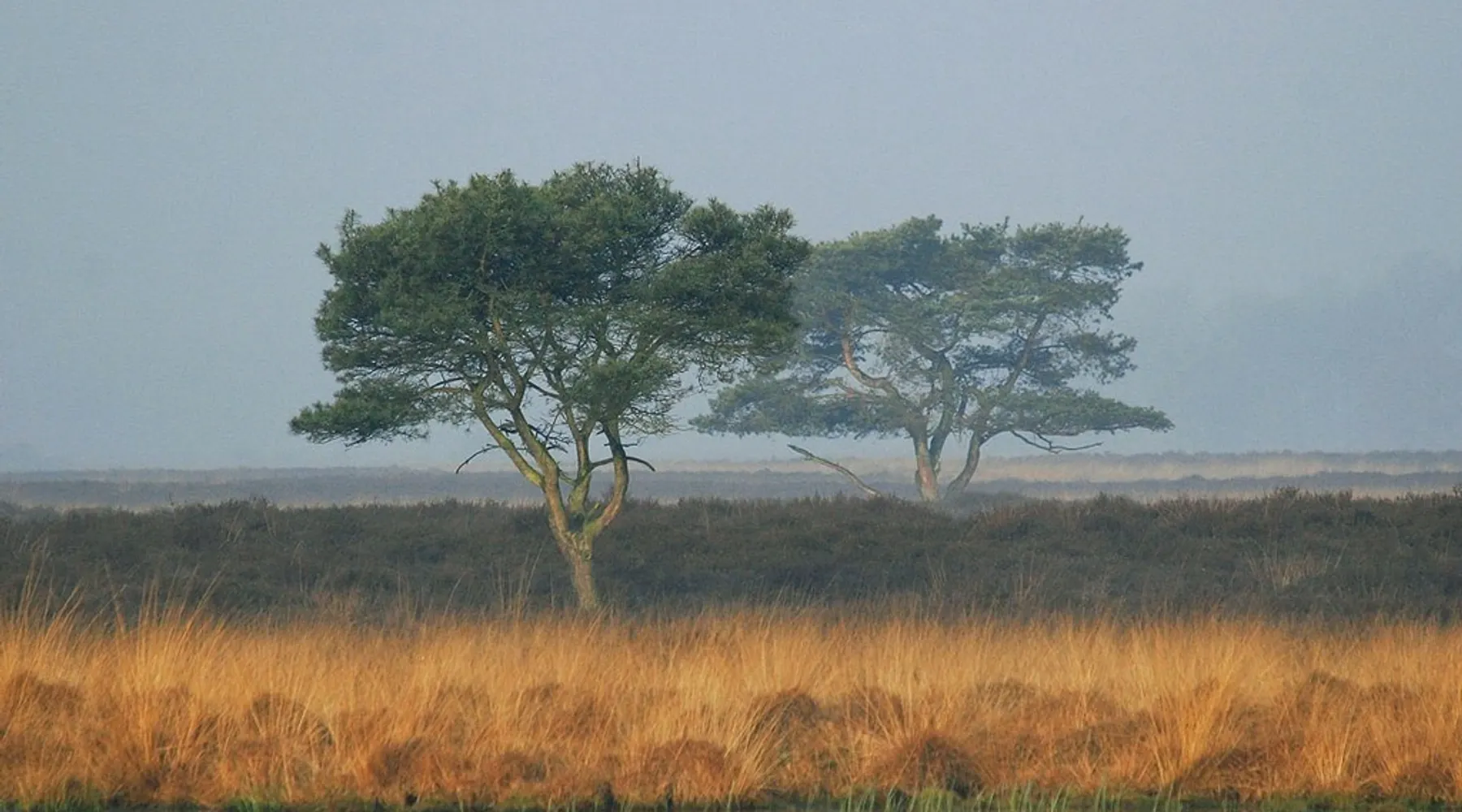 Brabants_landschap_21