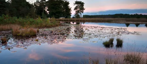 wandelen in het gebied van de Oisterwijkse bossen en vennen