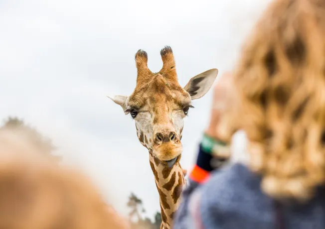 safaripark Beekse Bergen