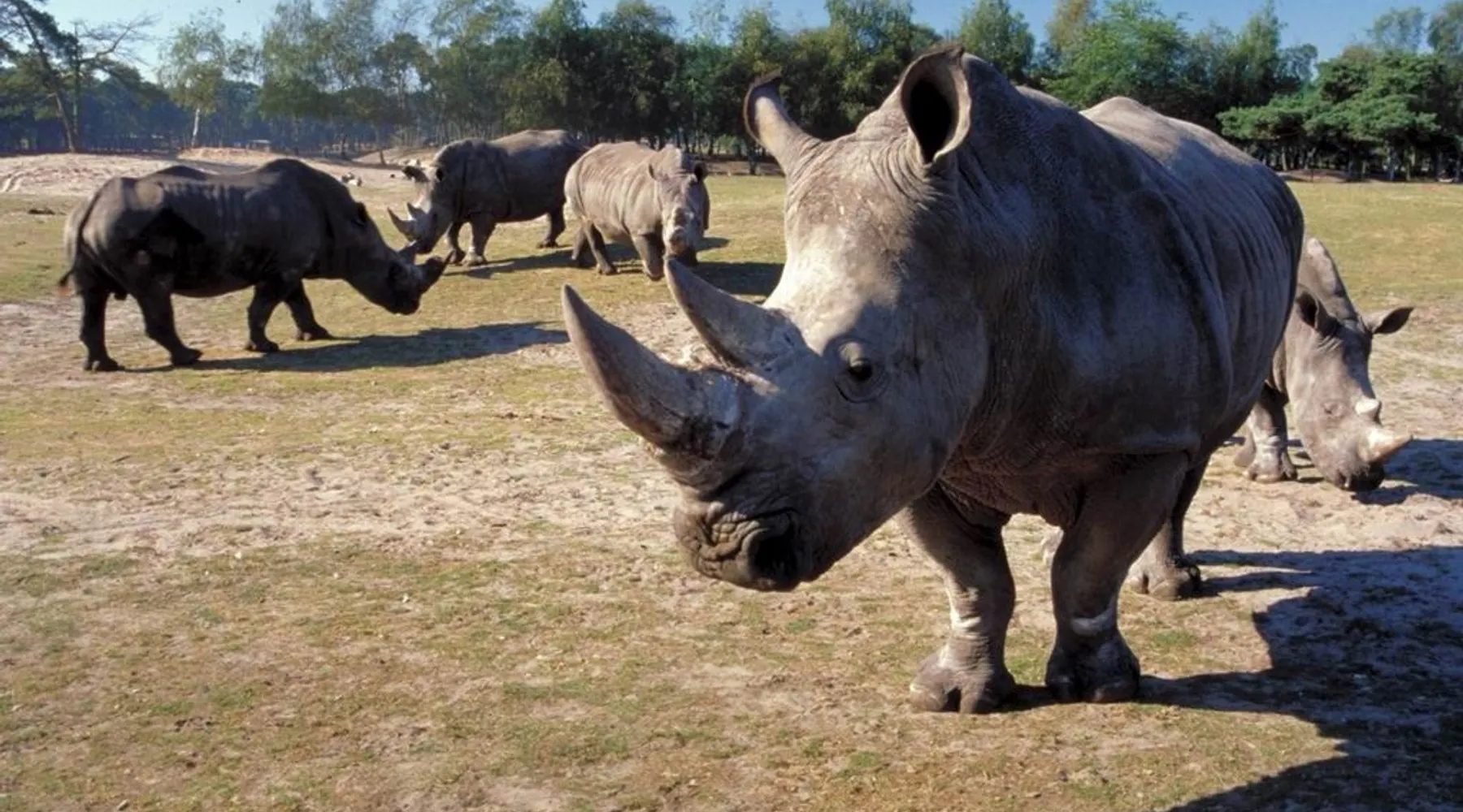 Afrika in Brabant: Beekse Bergen