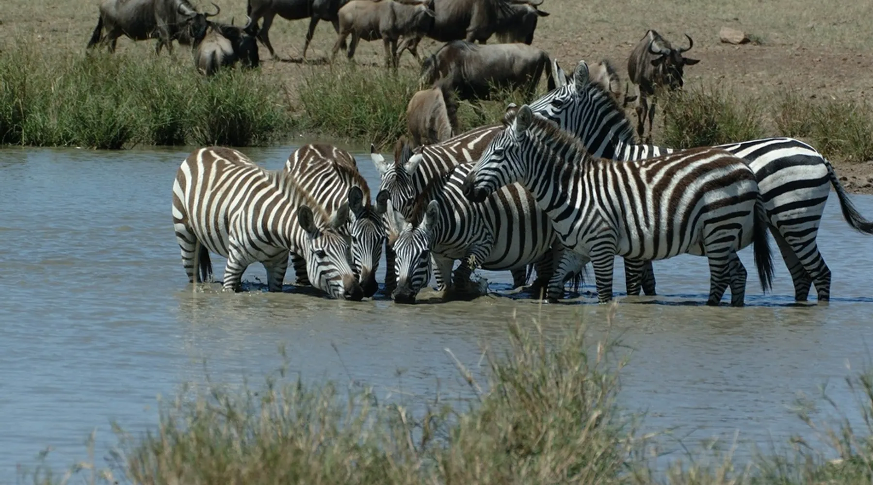 wilde dieren in de Beekse Bergen