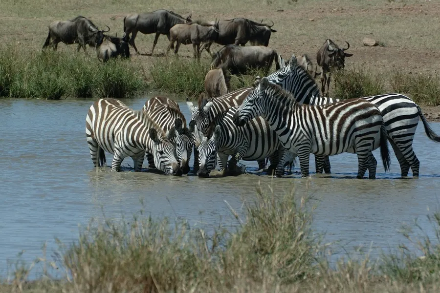 Wildtieren in der Beekse Bergen