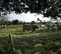 Brabants Landschap