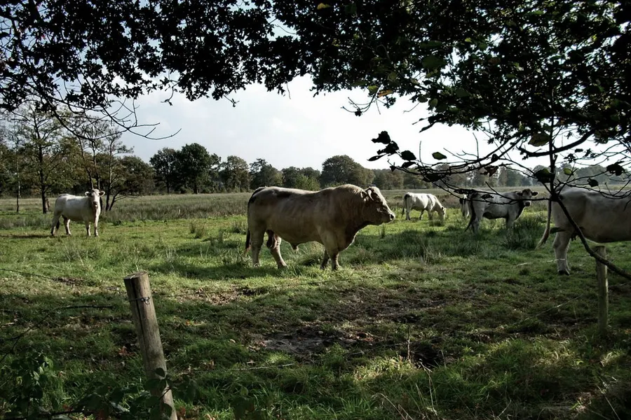 Brabants Landschap